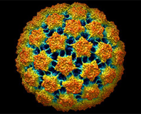 HPV Viral Particle